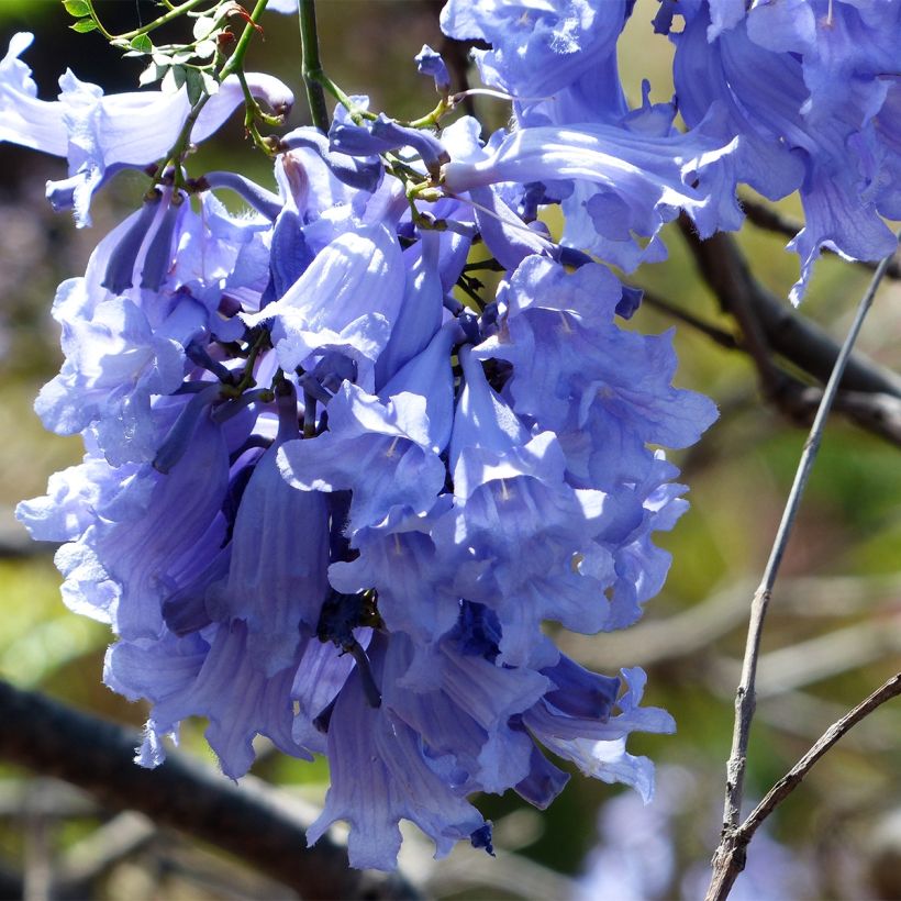 Jacaranda mimosifolia - Palisanderholzbaum (Flowering)