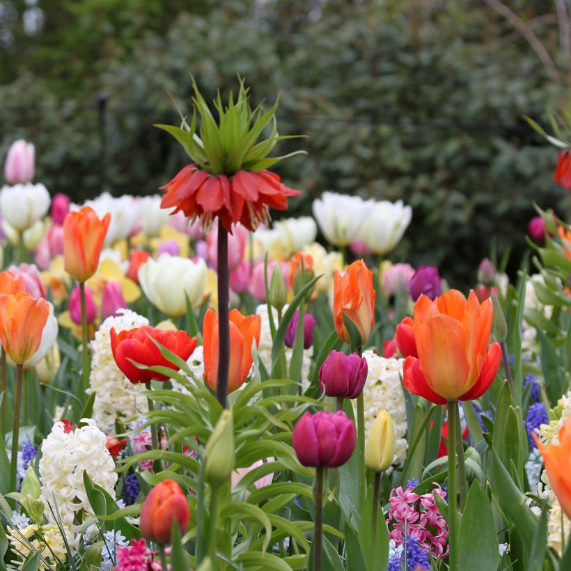 Hyazinthe City of Haarlem (Wuchs)