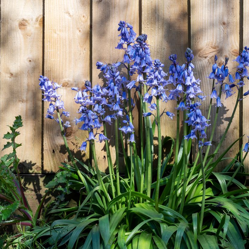 Hyacinthoides hispanica - Spanische Hasenglöckchen (Wuchs)