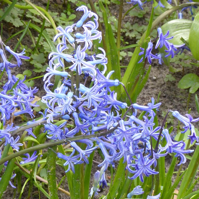 Hyazinthe Multiflora Blue (Blüte)