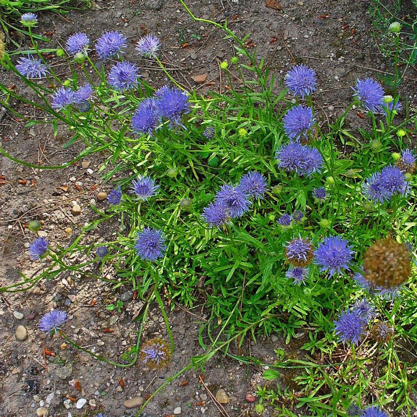 Jasione laevis Blaulicht - Ausdauerndes Sandglöckchen (Plant habit)
