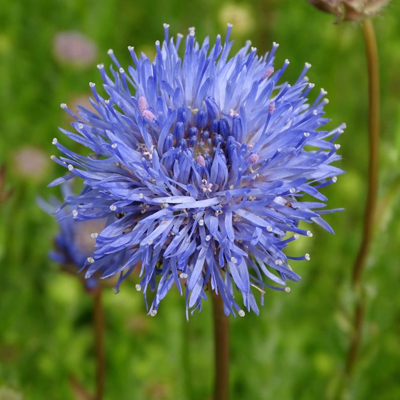 Jasione laevis Blaulicht - Ausdauerndes Sandglöckchen (Flowering)