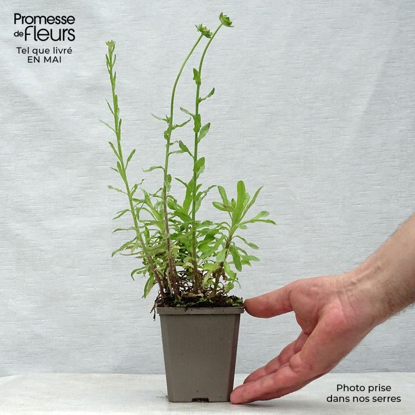 Example of Jasione laevis Blaulicht - Ausdauerndes Sandglöckchen Kleine Töpfe von 8/9 cm as you get in printemps