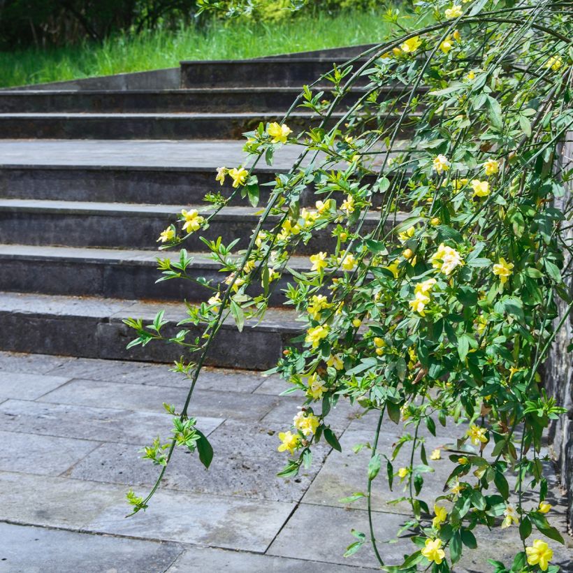 Jasminum humile Revolutum - Gelber Jasmin (Wuchs)