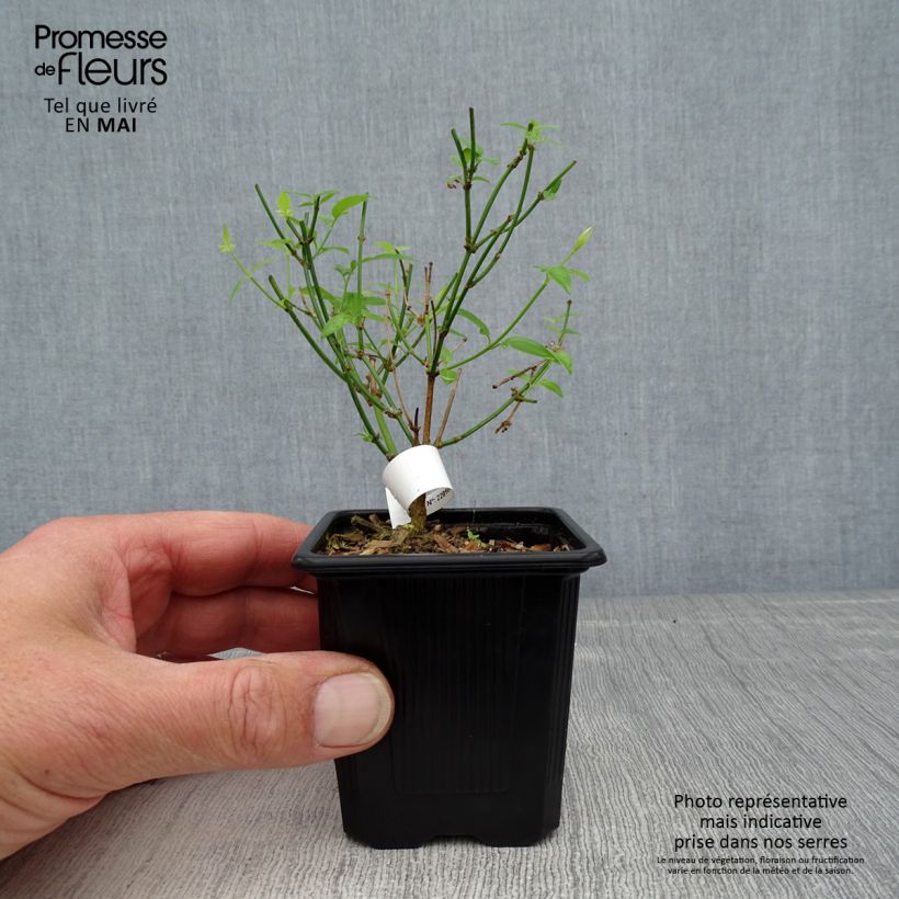 Exemplar von Jasminum stephanense - Rosa Jasmin Kleine Töpfe von 8/9 cm wie im Frühjahr geliefert