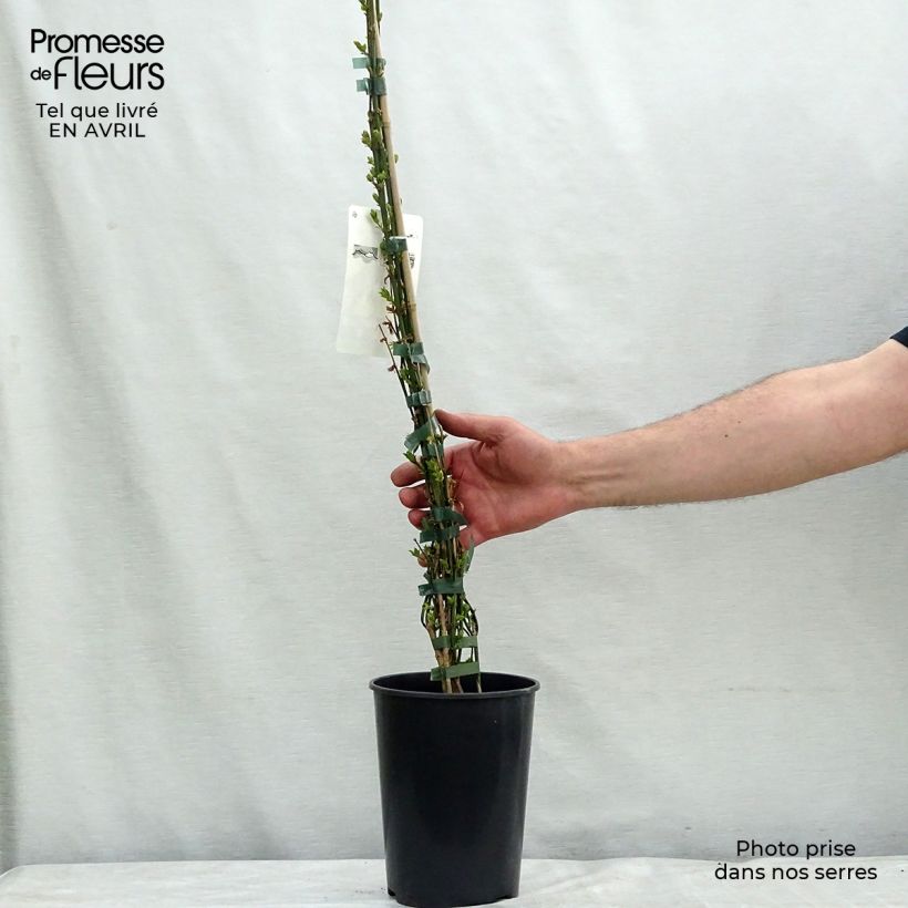 Example of Jasminum nudiflorum - Winter-Jasmin Topf mit 2L/3L as you get in printemps