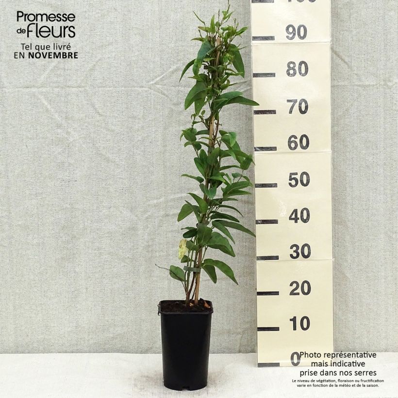 Exemplar von Jasminwurzel - Gelsemium sempervirens Topf mit 2L/3L wie im Herbst geliefert