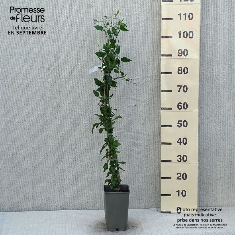 Exemplar von Jasminum azoricum - Azoren-Jasmin Topf mit 2L/3L wie im Sommer geliefert