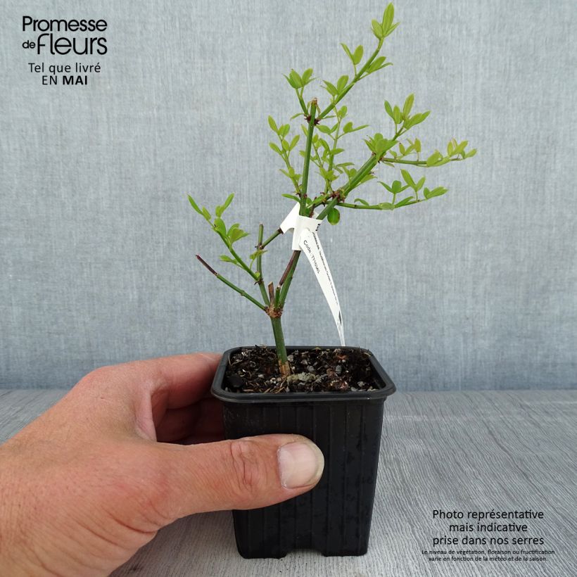 Example of Jasminum nudiflorum - Winter-Jasmin Kleine Töpfe von 8/9 cm as you get in printemps