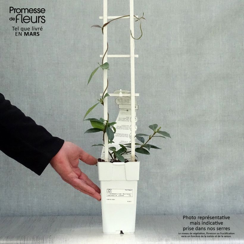 Example of Sternjasmin Star Of Venice - Trachelospermum Topf mit 2L/3L as you get in printemps