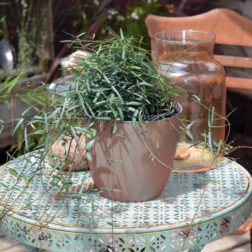 Sternjasmin Waterwheel - Trachelospermum (Wuchs)