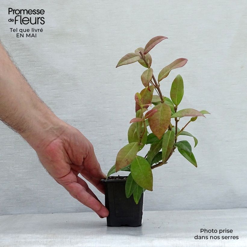 Example of Sternjasmin - Trachelospermum jasminoides Kleine Töpfe von 8/9 cm as you get in printemps