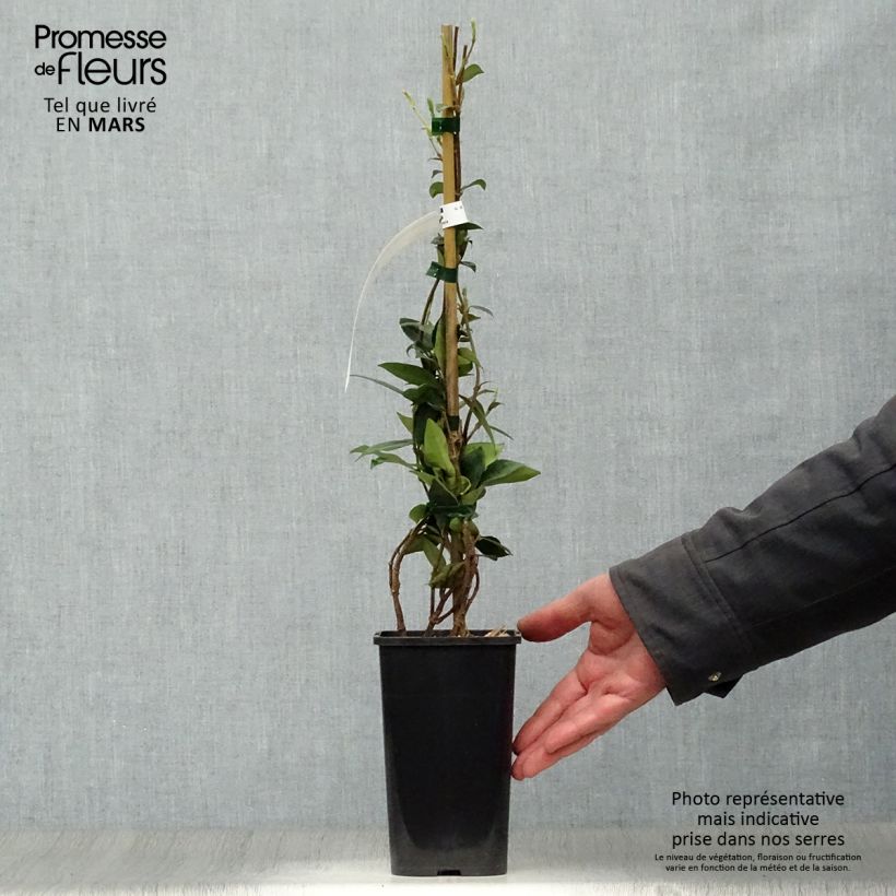 Example of Sternjasmin - Trachelospermum jasminoides Topf mit 1L/1,5L as you get in printemps