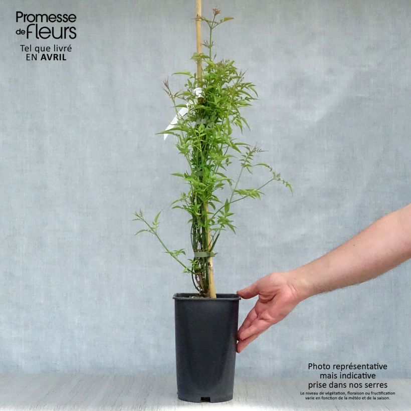 Exemplar von Jasminum officinale - Echte Jasmin Topf mit 2L/3L wie im Frühjahr geliefert