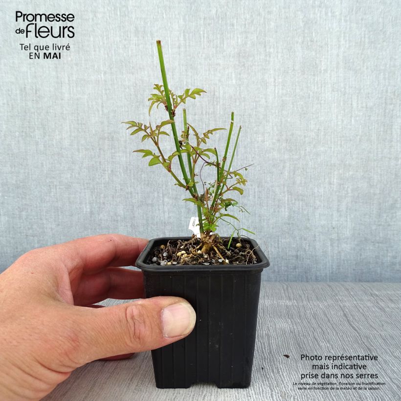 Exemplar von Jasminum officinale - Echte Jasmin Kleine Töpfe von 8/9 cm wie im Frühjahr geliefert