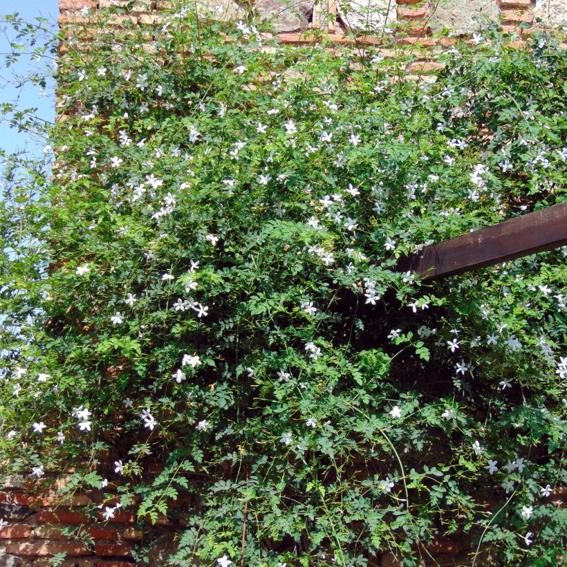 Jasminum azoricum - Azoren-Jasmin (Wuchs)