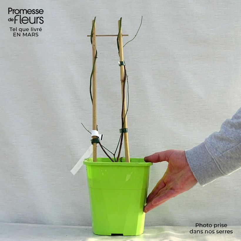 Exemplar von Jasminum officinale Clotted Cream - Echte Jasmin Topf mit 1,5L/2L wie im Frühjahr geliefert