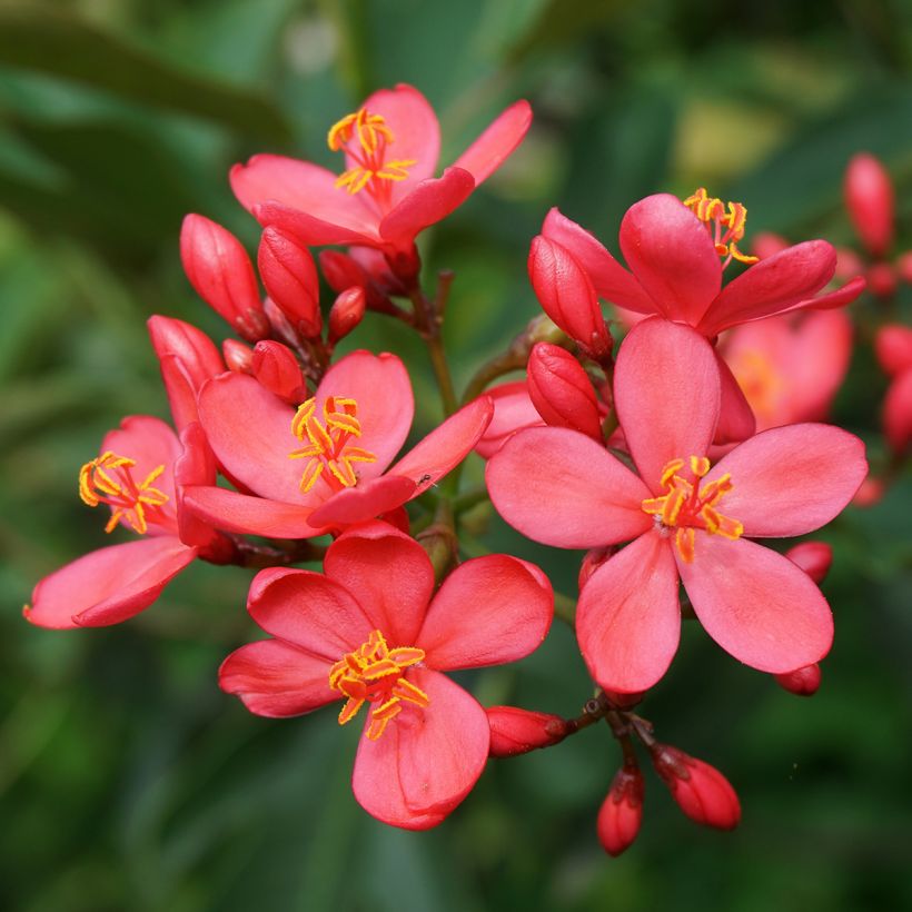 Jatropha integerrima - Purgiernuss (Blüte)