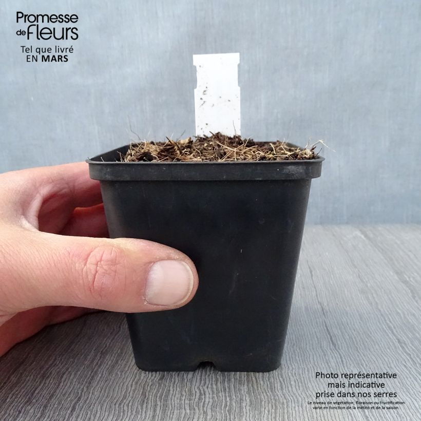 Exemplar von Jeffersonia diphylla - Feffersonie Kleine Töpfe von 8/9 cm wie im Frühjahr geliefert