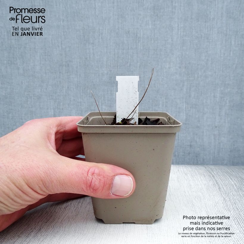 Exemplar von Jeffersonia dubia - Feffersonie Kleine Töpfe von 8/9 cm wie im Winter geliefert