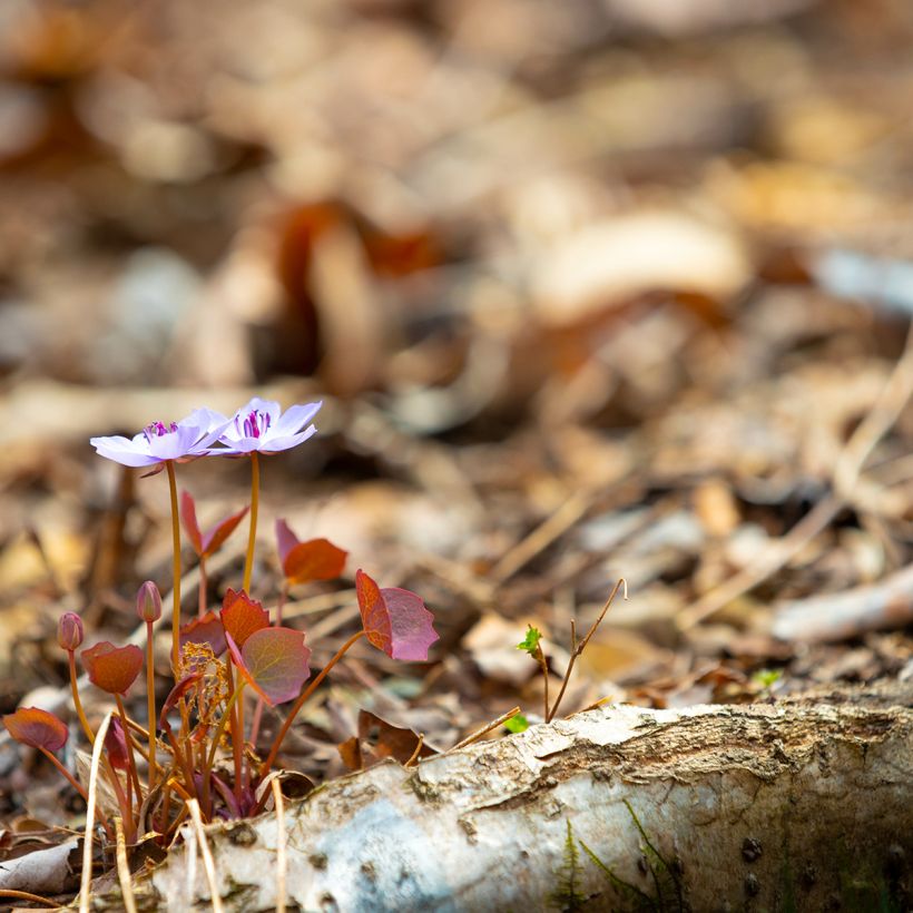 Jeffersonia dubia - Feffersonie (Wuchs)