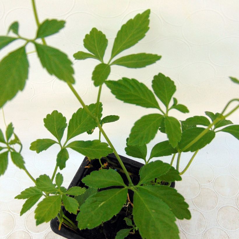 Jiaogulan Bio - Gynostemma pentaphyllum (Foliage)