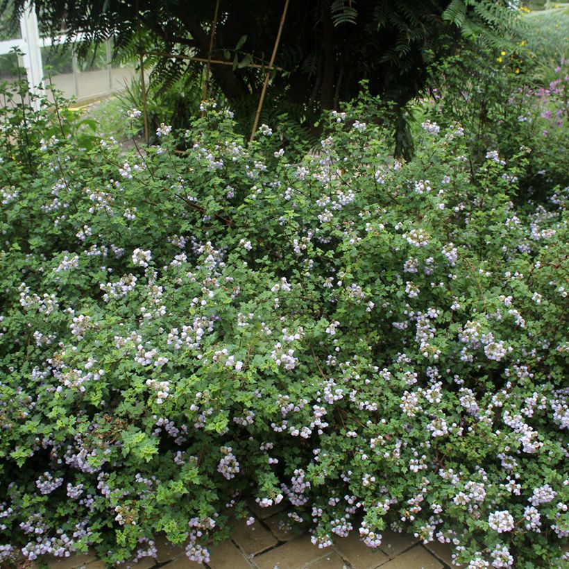 Jovellana violacea (Wuchs)