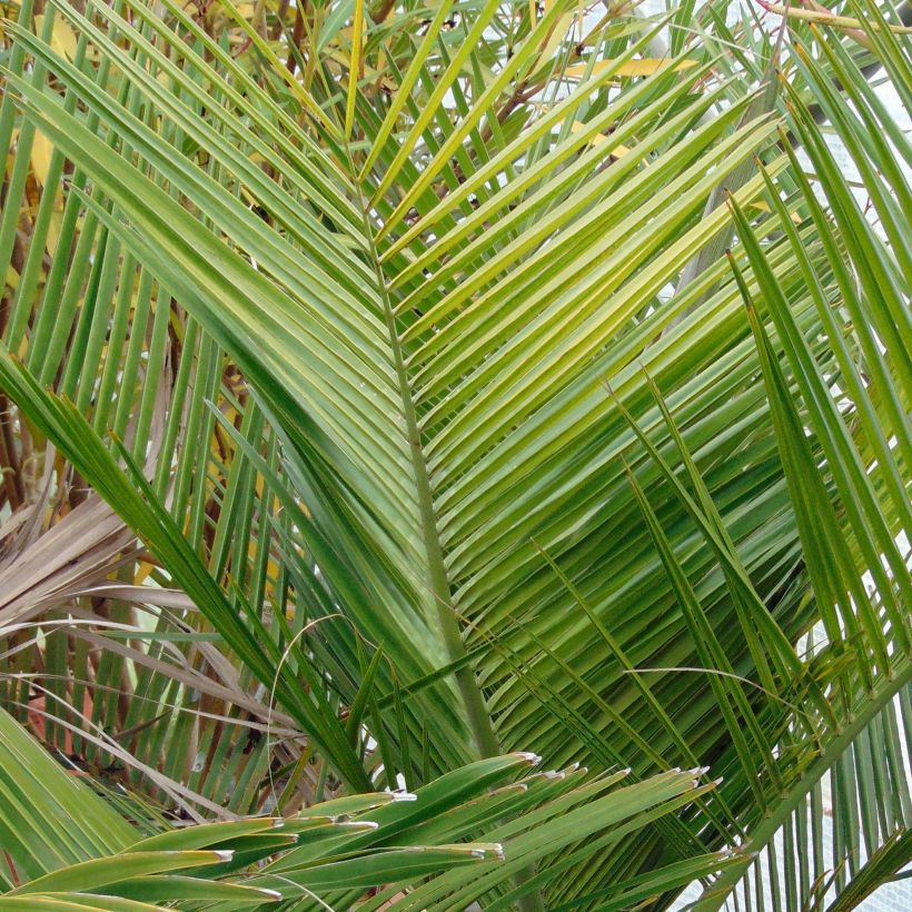 Jubaea chilensis - Honigpalme (Foliage)