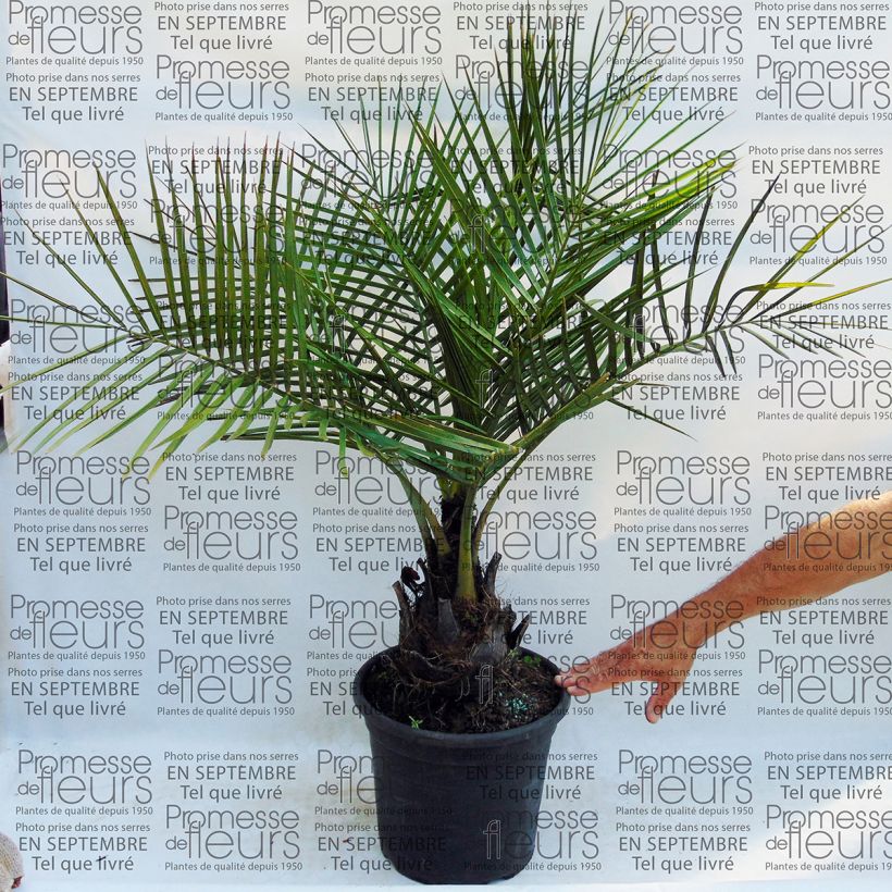 Example of Jubaea chilensis - Honigpalme Topf mit 30L/35L as you get