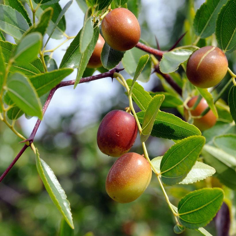 Chinesische Jujube Dongzao - Ziziphus jujuba (Ernte)