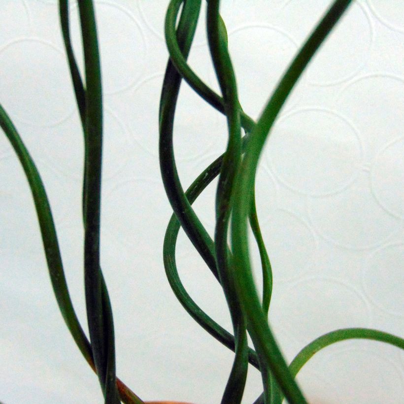 Juncus effusus Spiralis - Flatter-Binse (Foliage)
