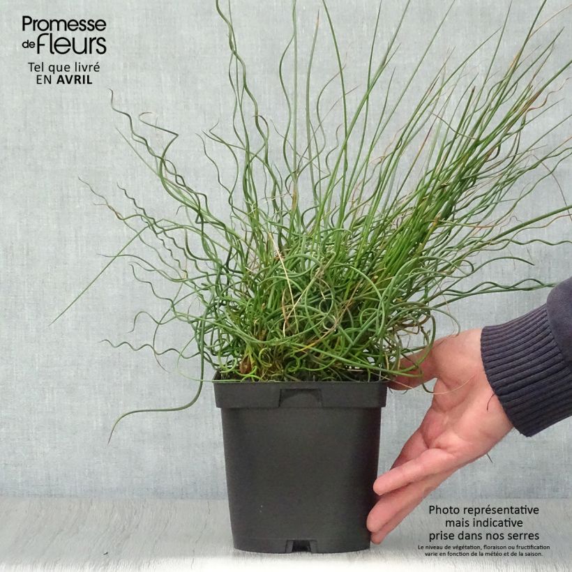 Example of Juncus effusus Spiralis - Flatter-Binse Topf mit 2L/3L as you get in printemps