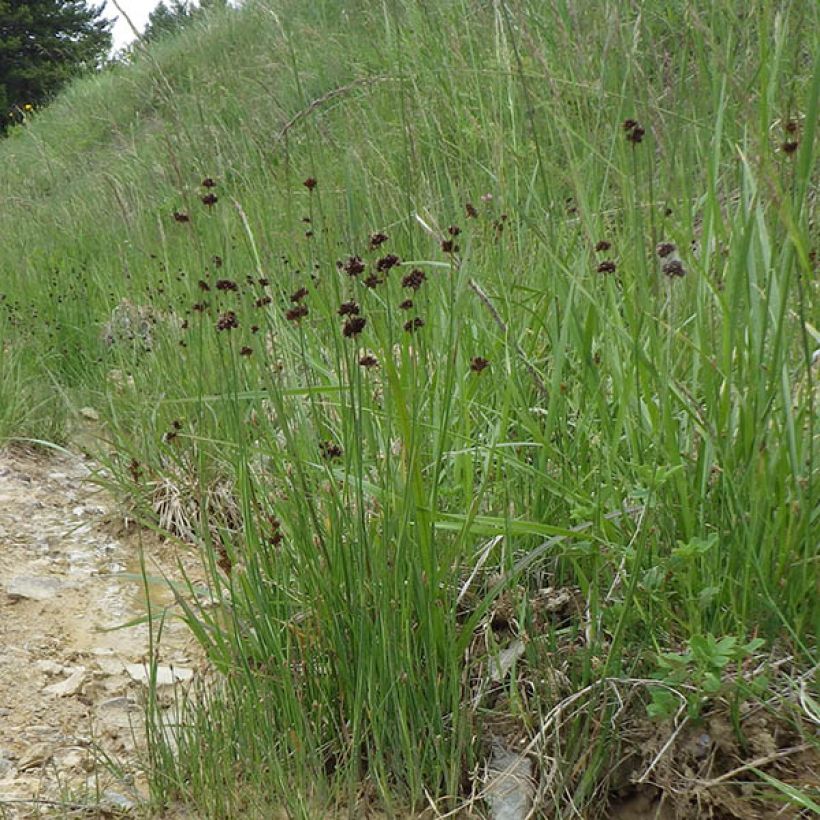 Juncus ensifolius - Schwertblättrige Binse (Wuchs)