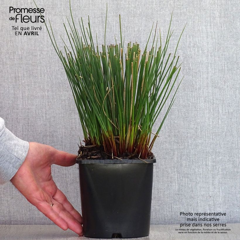 Exemplar von Juncus inflexus Blue Arrows - Blaugrüne Binse Topf mit 2L/3L wie im Frühjahr geliefert
