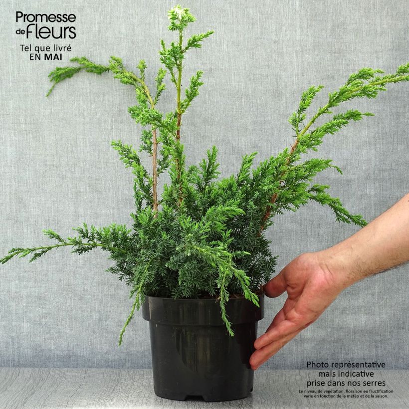Example of Juniperus chinensis Blue Alps Topf mit 2L/3L as you get in printemps