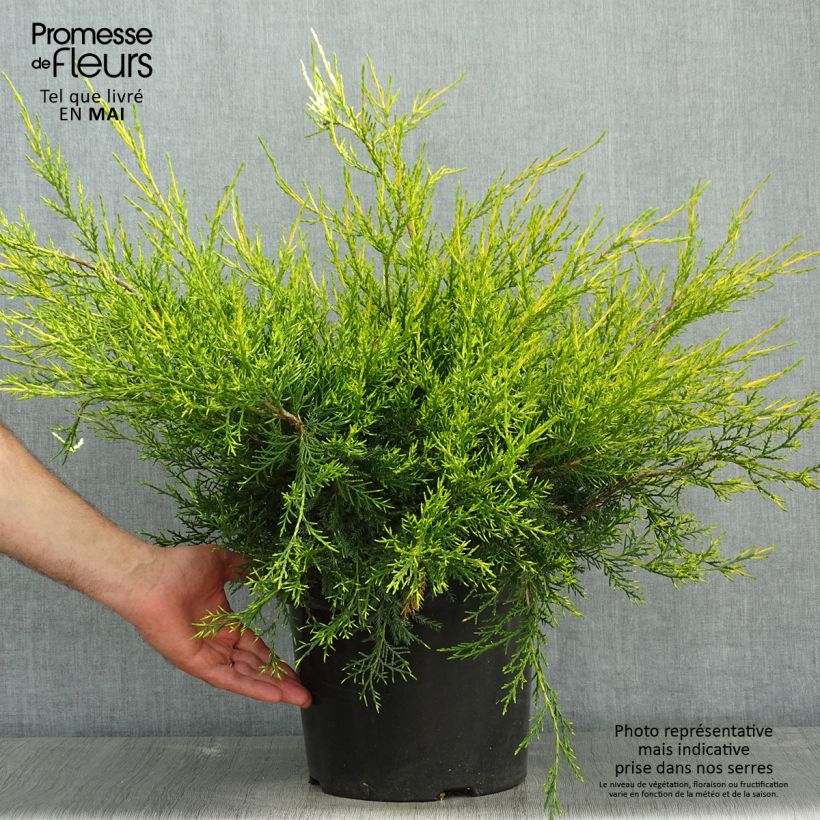 Exemplar von Juniperus pfitzeriana Kuriwao Gold Topf mit 7,5L/10L wie im Frühjahr geliefert