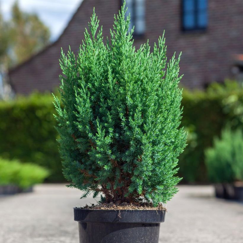 Juniperus chinensis Stricta (Wuchs)