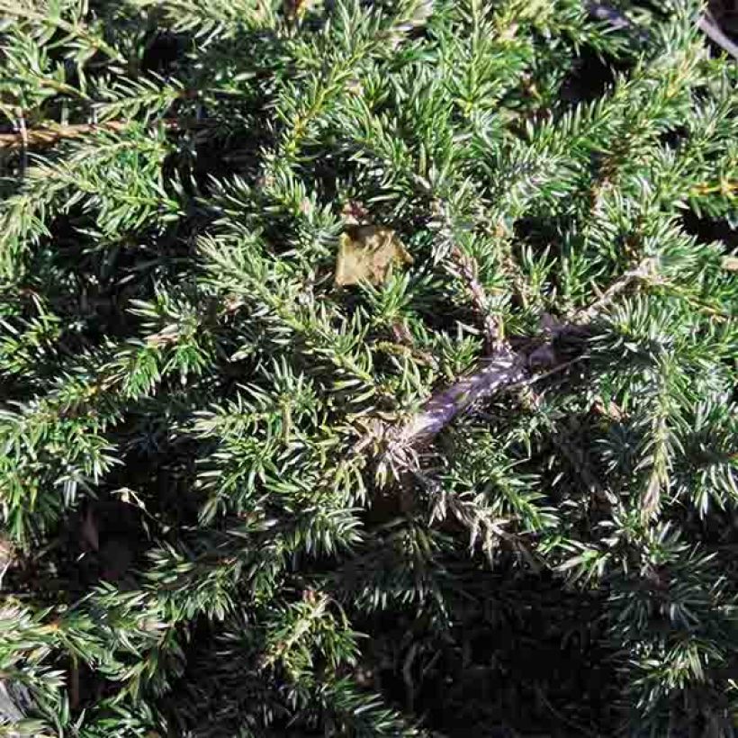 Juniperus communis Green Carpet (Foliage)