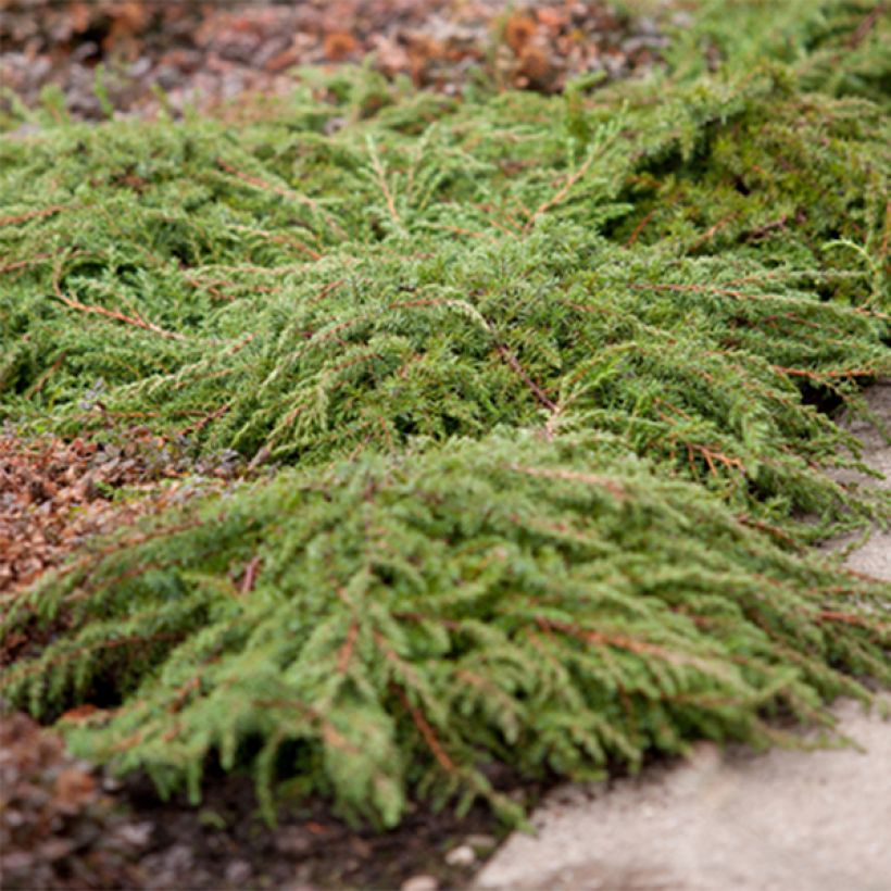 Juniperus communis Green Carpet (Plant habit)