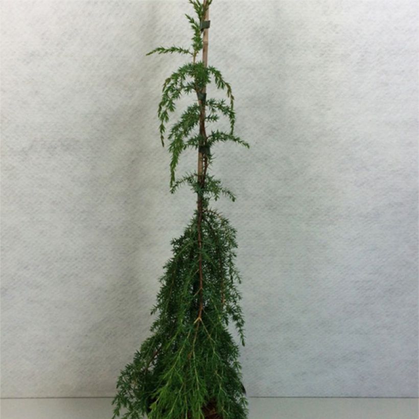 Juniperus communis Horstmann (Wuchs)