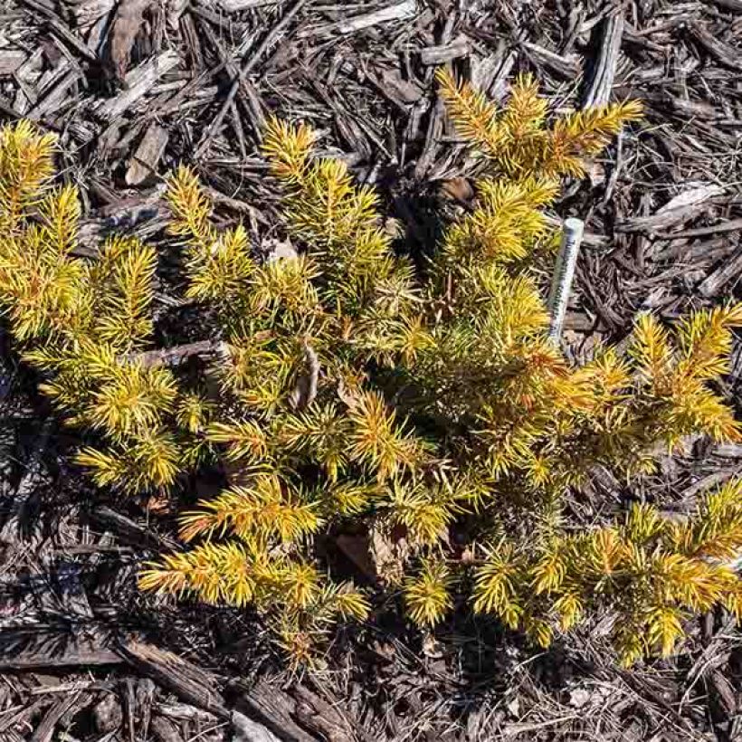 Juniperus conferta All Gold (Wuchs)