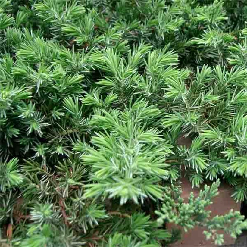 Juniperus conferta Blue Pacific (Foliage)