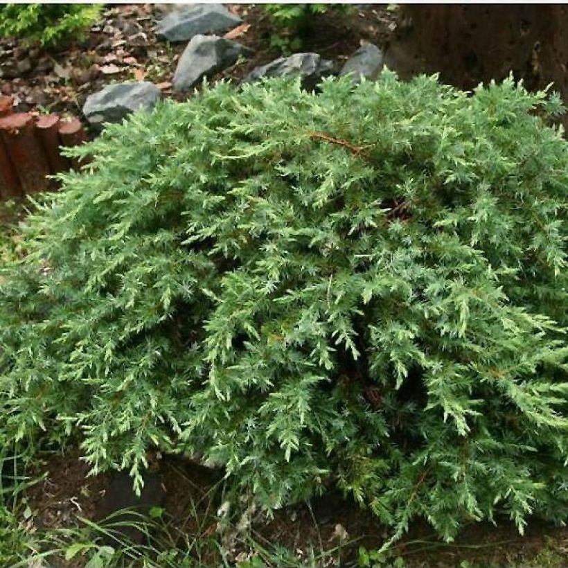 Juniperus conferta Schlager (Wuchs)