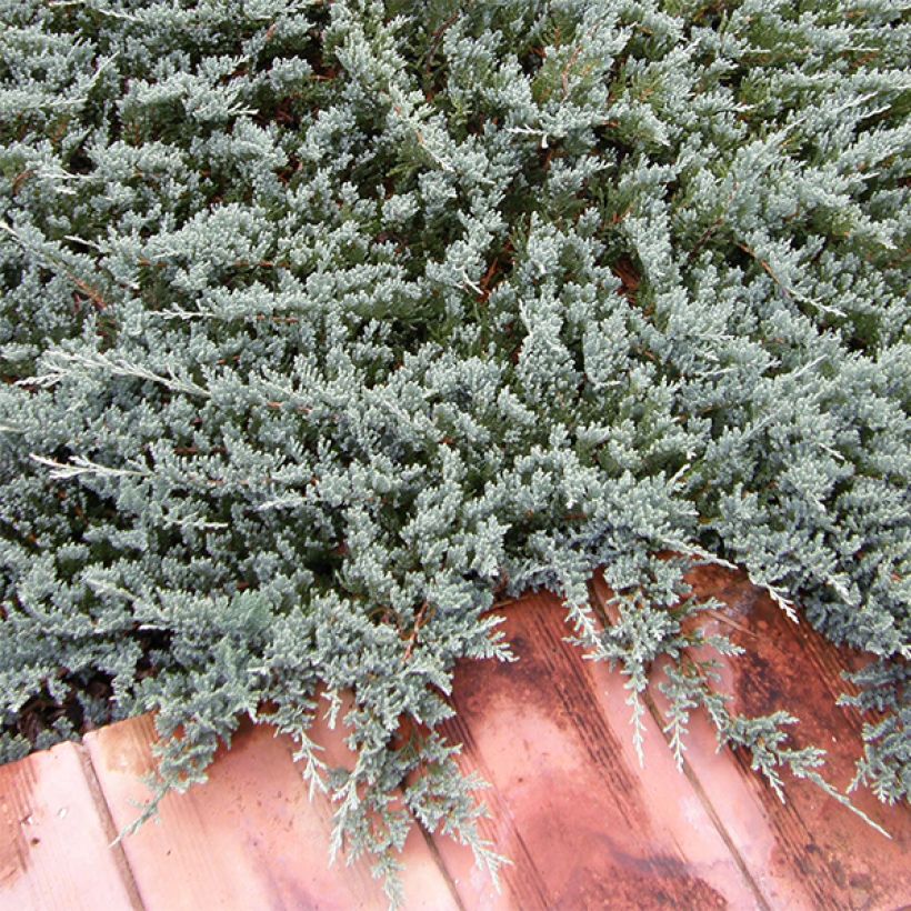 Juniperus horizontalis Blue Chip (Plant habit)