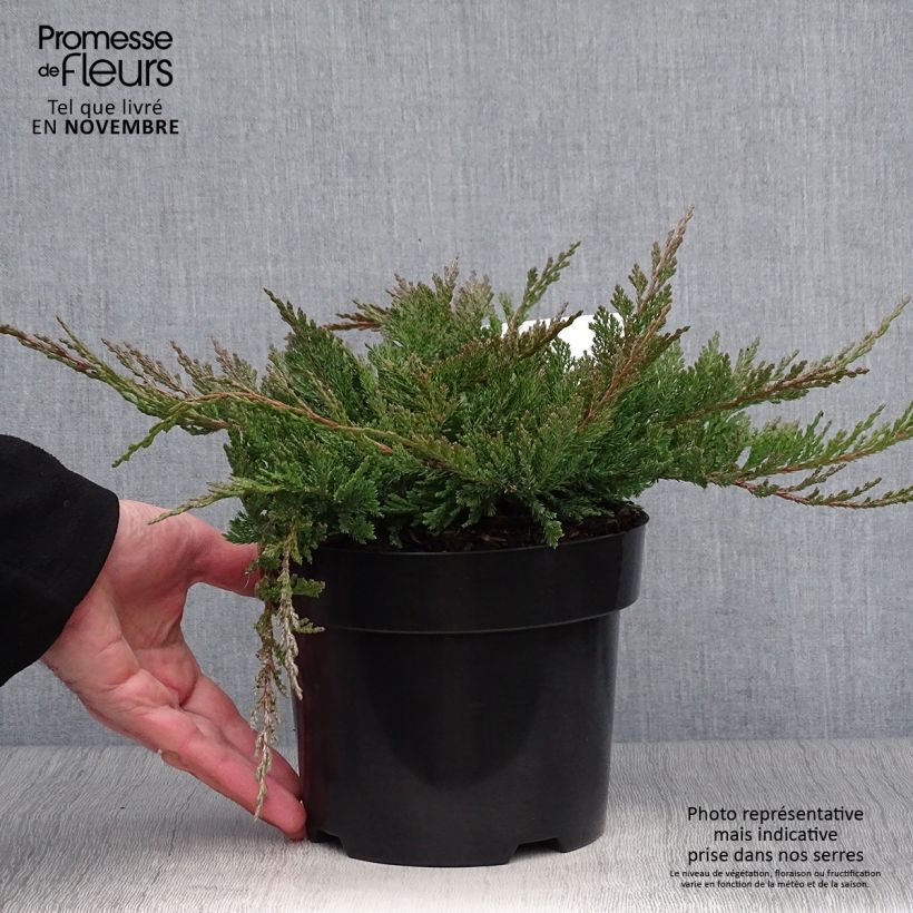 Exemplar von Juniperus horizontalis Blue Chip Topf mit 2L/3L, Hochstamm wie im Herbst geliefert