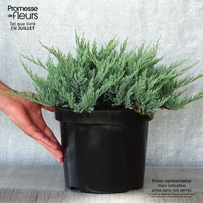 Exemplar von Juniperus horizontalis Blue Chip Topf mit 7,5L/10L, Hochstamm wie im Sommer geliefert