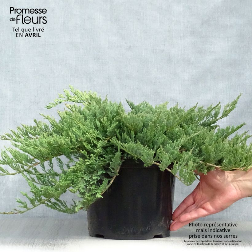 Example of Juniperus horizontalis Blue Chip Topf mit 7,5L/10L, Hochstamm as you get in printemps