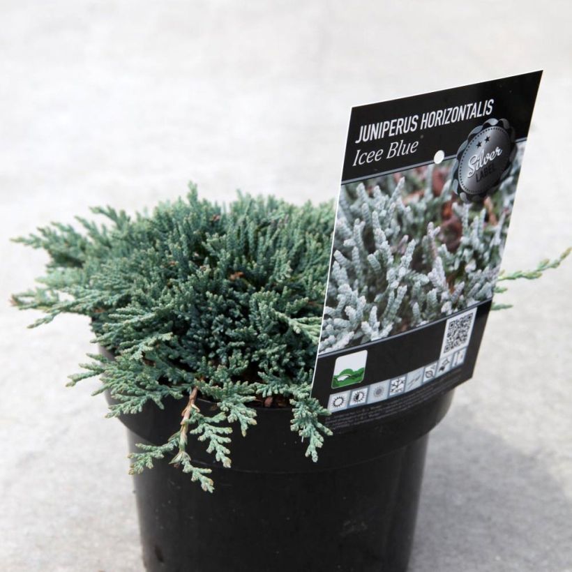 Juniperus horizontalis Icee Blue (Wuchs)