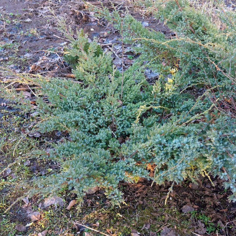 Juniperus horizontalis Jade River (Wuchs)