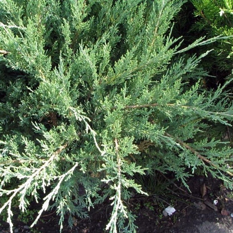 Juniperus media Hetzii (Wuchs)